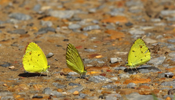 Little Yellow puddling